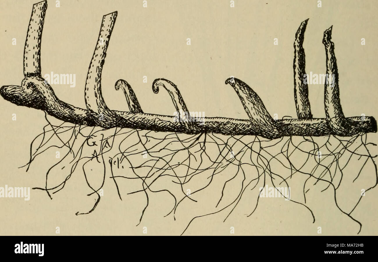 . Elementary botany . Fig. 205. Rhizome of sensitive fern (Onoclea sensibilis). of cells. Two of the longer ones resemble the lips of some crea- ture, and since the sporangium opens between them they are sometimes termed the lip cells. These lip cells are connected with the upper end of the annulus on one side and with the upper end of the stalk on the other side by thin-walled cells, which may be termed connective cells, since they hold each lip cell to its part of the opening sporangium. The cells on the side of the sporangium are also thin-walled. If we now examine a sporangium from the bac Stock Photo
