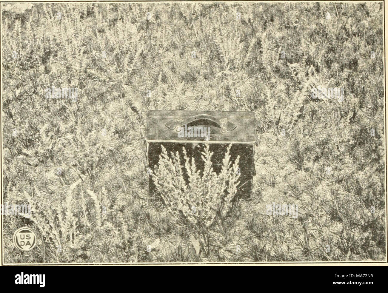 . Effects of different systems and intensities of grazing upon the native vegetation at the Northern Great Plains Field Station . Fig. I.—Close View of a Single Plant of Artemisia frigida in the 30-Acre Pasture. Tin plani was in inches tall and had 36 flower stalks. This aff&lt; rds an idea of the size a single planl may attain. June, L920. Stock Photo