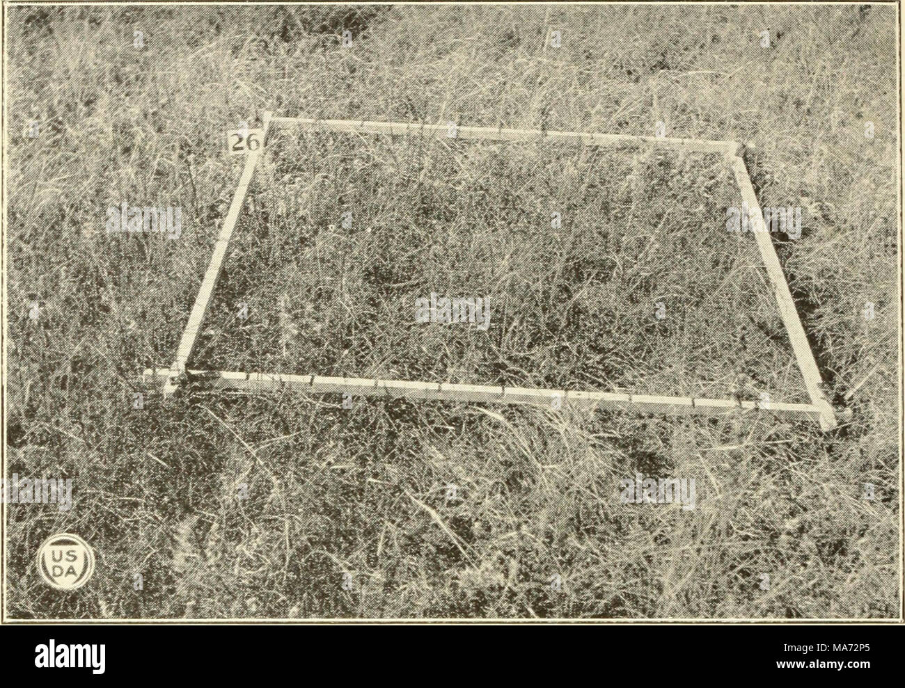 . Effects of different systems and intensities of grazing upon the native vegetation at the Northern Great Plains Field Station . Fig. I.- Unit in the 30-AcreIPasture Closed to Grazing in 1918. Note the plants of Artemisia frigida, which arc about normal in size and number. The top of the frame in each case marks the divisi&lt; n between the closed units and those ne er grazed. October, 1921. Stock Photo