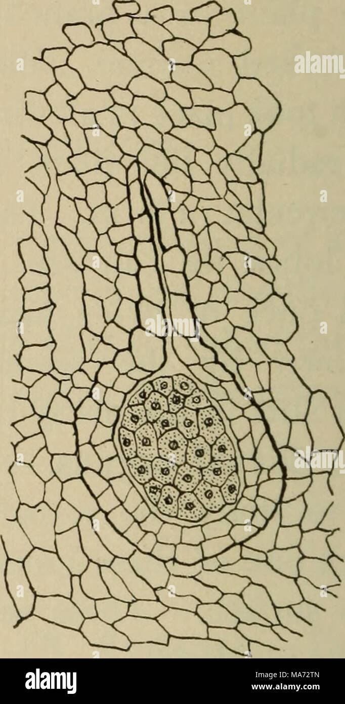 . Elementary botany . Fig. 172. Archegonium of riccia, showing neck, venter, and the egg; archegonium is partly- surrounded by the tissue of the thallus. (Riccia crystallina.) Fig. 173- Young embryo (sporogoni- um) of riccia, within the venter of the archegonium ; the latter has now two layers of cells. (Riccia crystallina.J The egg, on the other hand, after acquiring a thin wall, swells up and fills the cavity of the venter. Then it divides by a cross wall into two cells. These two grow, and divide again, and so on until there is formed a quite large mass of cells rounded in form and still co Stock Photo