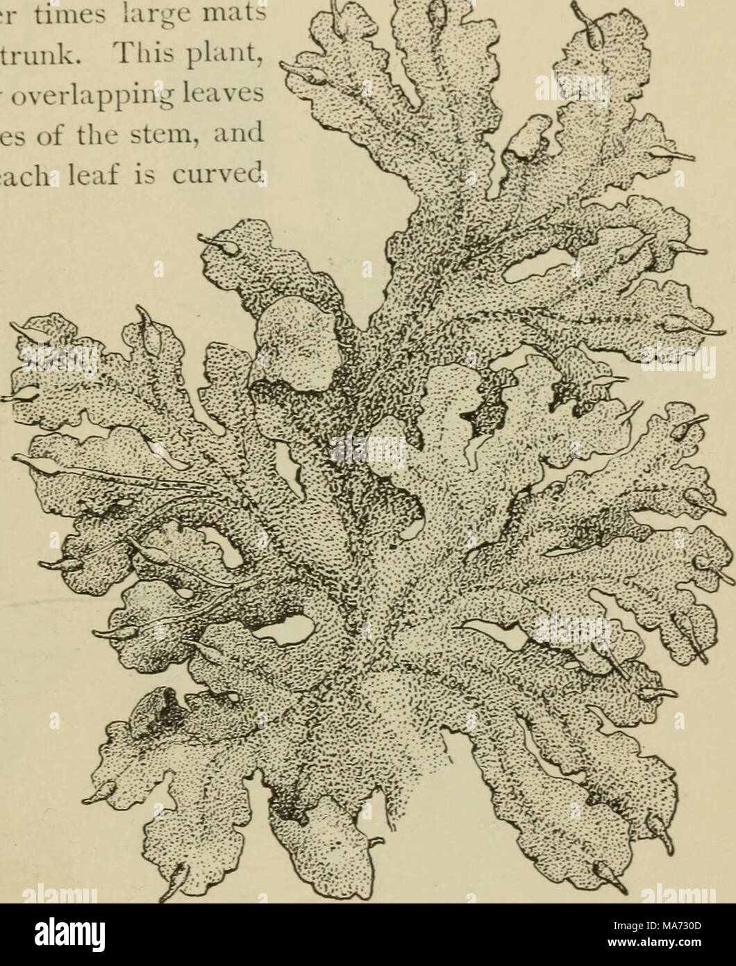 . Elementary botany . Fig. 18 Thallus of a thalloid liverwort (blasia