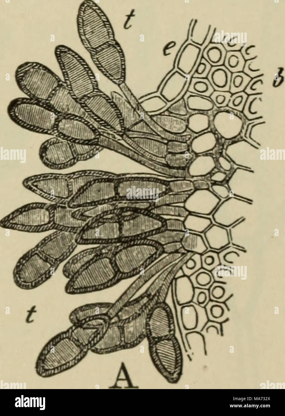 . Elementary botany . Fig. 158. ^.section through sorus of black rust of wheat, showing teleutospores. /&gt;, mycelium bearing both teleutospores and uredospores. &lt; Alter de Bary.) one season, so this is the form in which the fungus is greatly multiplied and widely distributed. Stock Photo