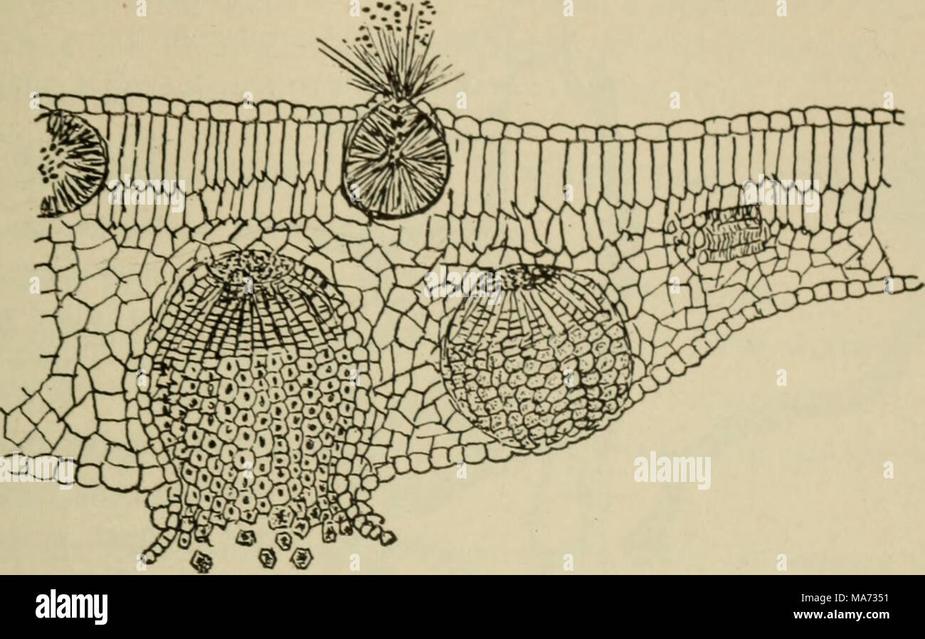 . Elementary botany . Fig. 157. Section through leaf of barberry at point affected with the cluster-cup stage of the wheat rust; spermagonia above, aecidia below. (After Marshall-Ward.) form mycelium in the tissues, and later the pustules with a second crop of uredospores. Several successive crops of uredospores may be developed in Stock Photo