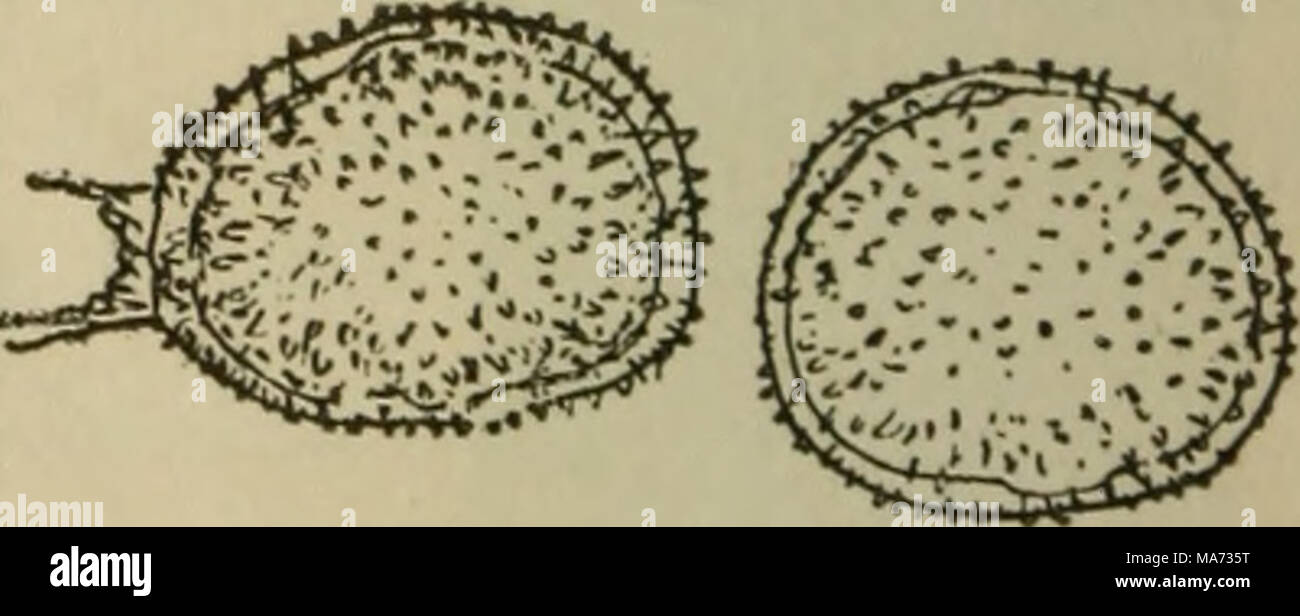 . Elementary botany . Fig. 152. Uredospores of wheat rust, one showing remnants of the pedicel. in water on a slide, and examine with a microscope, we will see numerous gonidia, composed of two cells, and having thick, brownish walls as shown in fig. 151. Usually there is a slender brownish stalk on one end. These gonidia are called teleuto- spores. They are somewhat oblong or elliptical, a little con- stricted where the septum separates the two cells, and the end cell varies from ovate to rounded. The mycelium of the fungus Stock Photo