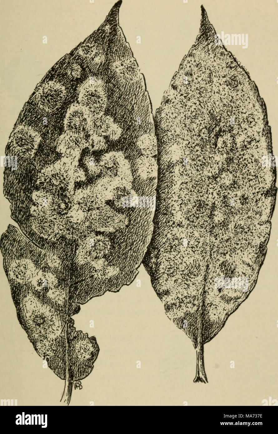 . Elementary botany . Fig. 164. Leaves of willow showing willow mildew. The black dots are the fruit bodies (perithecia) seated on the white mycelium. press on the cover glass with a needle until we see a few of the perithecia rupture. If this is done carefully we will see several small ovate sacs issue, each containing a number of spores, as shown in fig. 166. Such a sac is an ascus, and the spores are ascospores. Stock Photo
