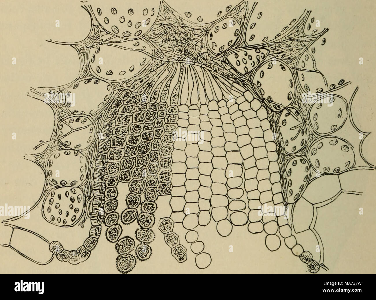 . Elementary botany . Fig. 156. Section of an aecidium (cluster cup) from barberry leaf. (After Marshall-Ward.) out on the surface of the leaf. These flask-shaped pustules are called spermagonia, and the minute bodies within them spermatid, since they were once supposed to be the male element of the fungus. Their function is not known. They appear in the spots at an earlier time than the cluster cups. 293a. How the cluster-cup stage was found to be a part of the wheat rust. —The cluster-cup stage of the wheat rust was once supposed also to be a dif- ferent plant, and the genus was called cecid Stock Photo