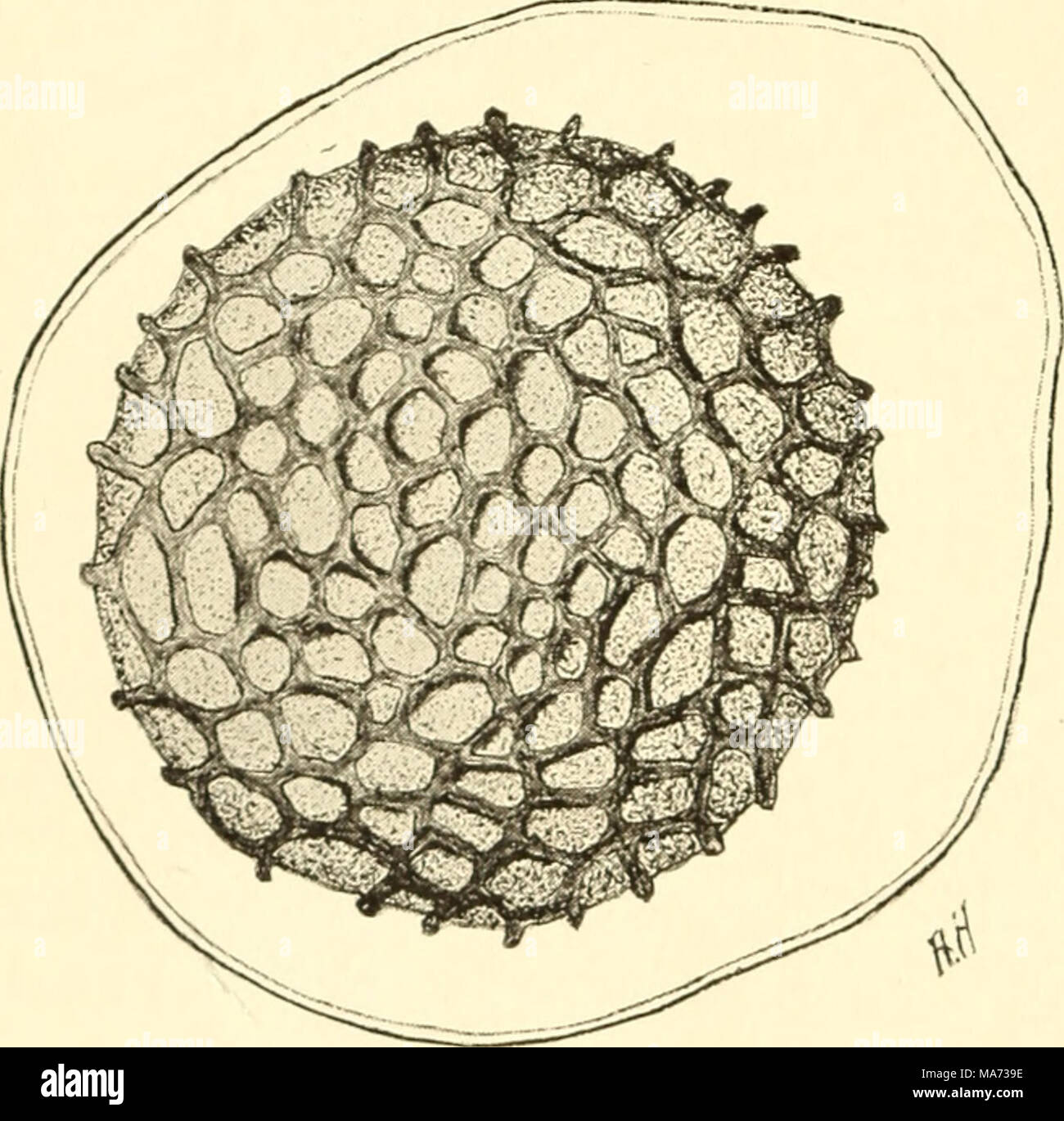 . Elementary botany . Fig 144. Ripe oospore of Peronospora alsinearun Stock Photo