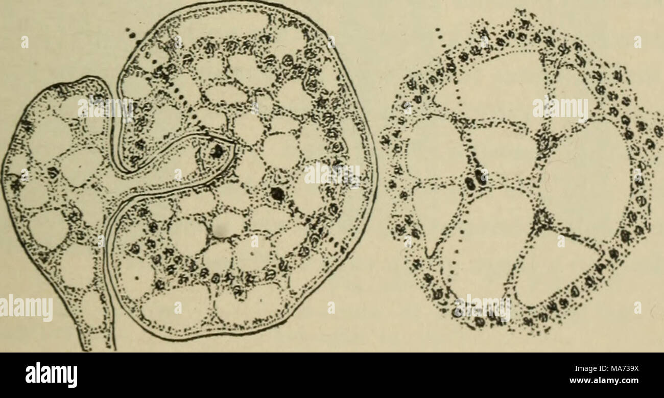 . Elementary botany . ?-=*••: mi i  I! * Fig. 14.S • Fertilization in Peronospora alsinearum ; tube from antheridium carrying in the sperm nucleus in figure at the left, female nucleus near; fusion of the two nuclei shown in the two other figures. (After Berlese.) are not developed here, but a nucleus in the antheridium reaches the v^ir cell. It sinks in the protoplasm of the egg, comes in contact with tla- nu- cleus of the egg, and fuses with it. Thus fertilization is accomplished. Stock Photo
