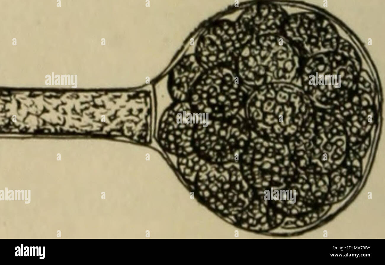 . Elementary botany . Fig. 135- Branch of saprolegnia showing oogonia with oospores, eggs matured parthenogenetically. the end, and the zoogonidia swirl out and swim around for a short time, when they come to rest. With a good magnifying Stock Photo