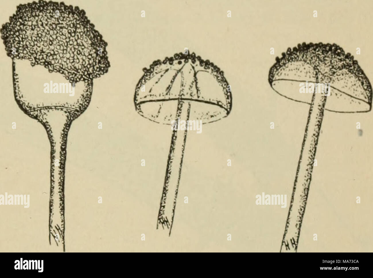. Elementary botany . Fig. 133- A mucor (Rhizopns nigricans); at left nearly mature sporangium with columella showing within; m the middle is ruptured sporangium with some of the gonidia clinging to the colu- mella ; at right two ruptured sporangia with everted columella. capable of growing and forming called chlamy do spores. the mycelium again. They are sometimes Water Moulds (Saprolegnia). 279. The water moulds are very interesting plants to study because they are so easy to obtain, and it is so easy to observe a type of gonidium here to which we have referred in our studies ofthealgae, the Stock Photo