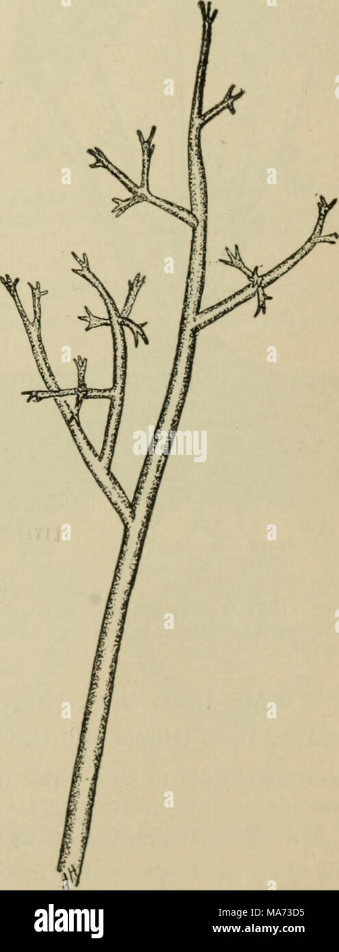 . Elementary botany . Fig- i37. Branching hypha of Peronospora alsinearum. Fig. 138. Branched hypha of downy mildew of grape showing peculiar branching (Plasmopara viticola). Stock Photo