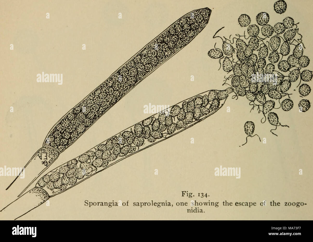 . Elementary botany . Fig. 134- Sporangia of saprolegnia, one showing the escape of the nidia. zoogo- show that the protoplasm is divided up into a great number of small areas, as shown in fig. 134. With the low power we should watch some of the older ap- pearing ones, and if after a few minutes they do not open, other preparations should be made. 282. Zoogonidia of saprolegnia.—The sporangium opens at Stock Photo