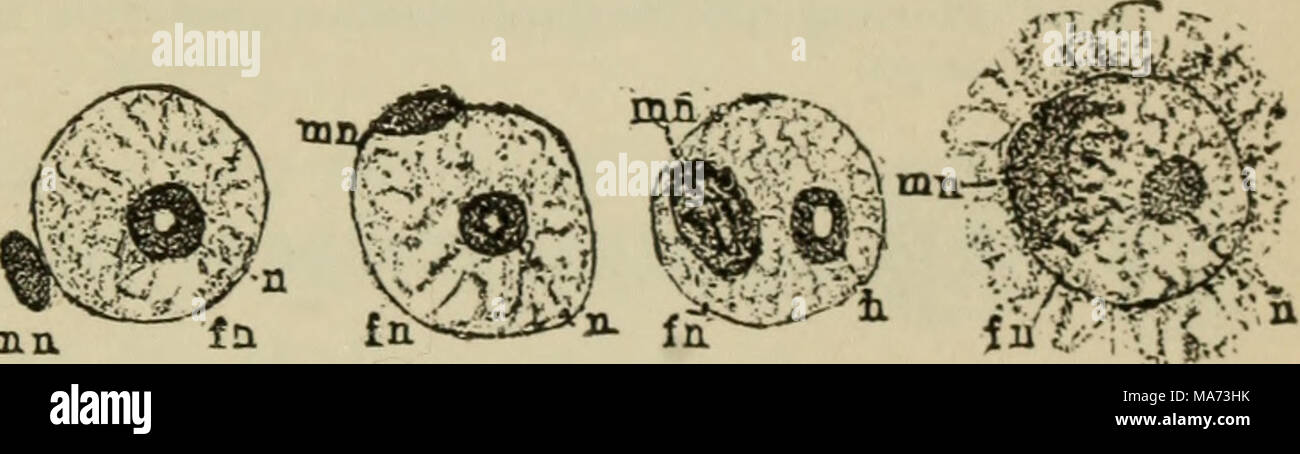 . Elementary botany . Fig. 125. Fertilization in fucus ; fn, female nucleus ; ;//;/, male nucleus; ?/, nucleolus. In the left figure the male nucleus is shown moving down through the cytoplasm of the egg ; in the remaining figures the cytoplasm of the egg is omitted. (After Strasburger.) cystocarp. These cystocarps are developed as a result of fertilization. Other plants bear gonidia in groups of four, the so-called tetraspores. 272. Rhabdonia.—This plant is about the same size as the gracillaria, though it possesses more filiform branches. The cystocarps form prominent elevations, while the c Stock Photo