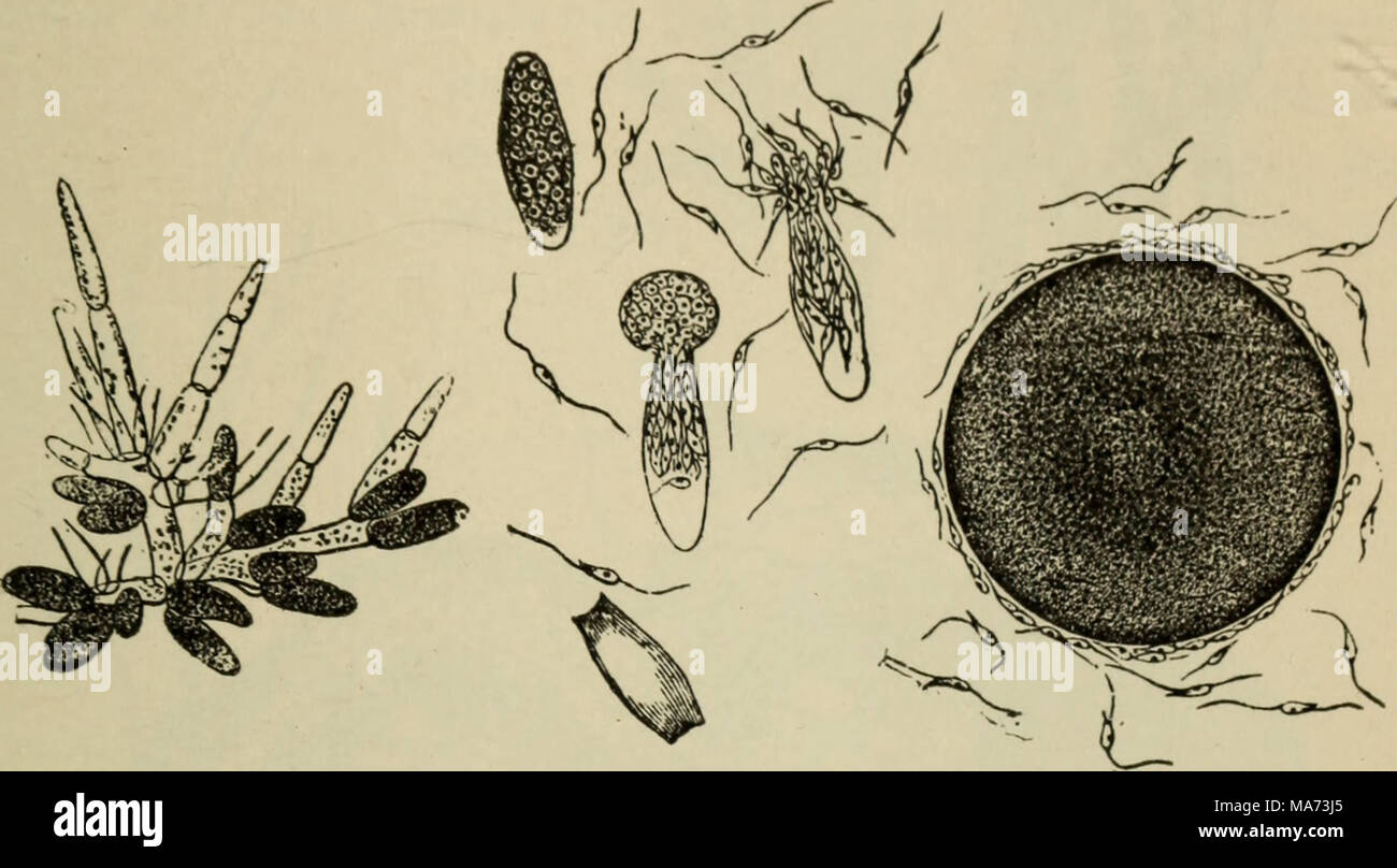 . Elementary botany . Fig. 122. Antheridia of fucus, branched threads. Fig. 123. Fig. 124. on Antheridia of fucus with Egg of fucus surrounded escaping spermatozoids. by spermatozoids. thallus, and the conical end projects strongly above the surface. The car- pospores are grouped in radiating threads within the oval c vity of the Stock Photo