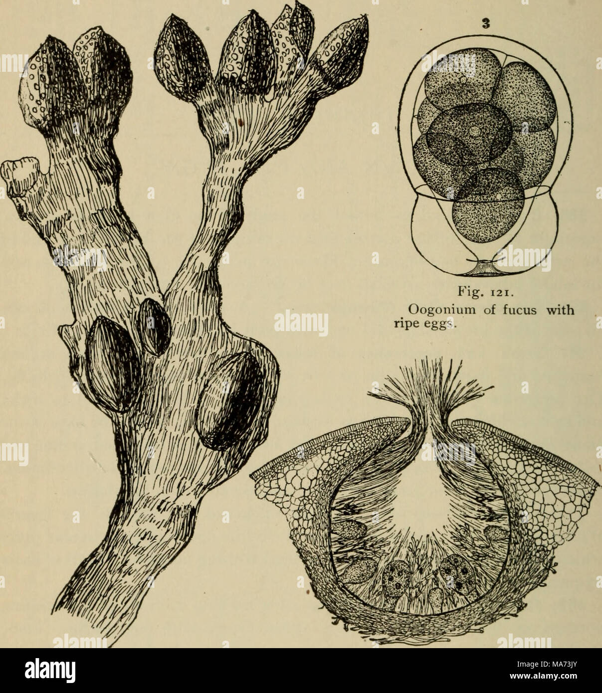 . Elementary botany . Fig. ii9. Portion of plant of fucus showing conceptacles in enlarged ends ; and below the vesicles (Fucus vescicu- losus). Fig. 120. Section of conceptacle of fucus, showing oogonia, and tufts of antheridia. (Lemanea grows only in winter in turbulent water of quite large streams. Batrachospermum grows in rather slow-running water of smaller streams. Both of these inhabit fresh water.) The plants of the group possess chloro- phyll, but it is usually obscured by a reddish or purple pigment. 271. Gracillaria —Gracillaria is one of the marine forms, and one species i^ illustr Stock Photo