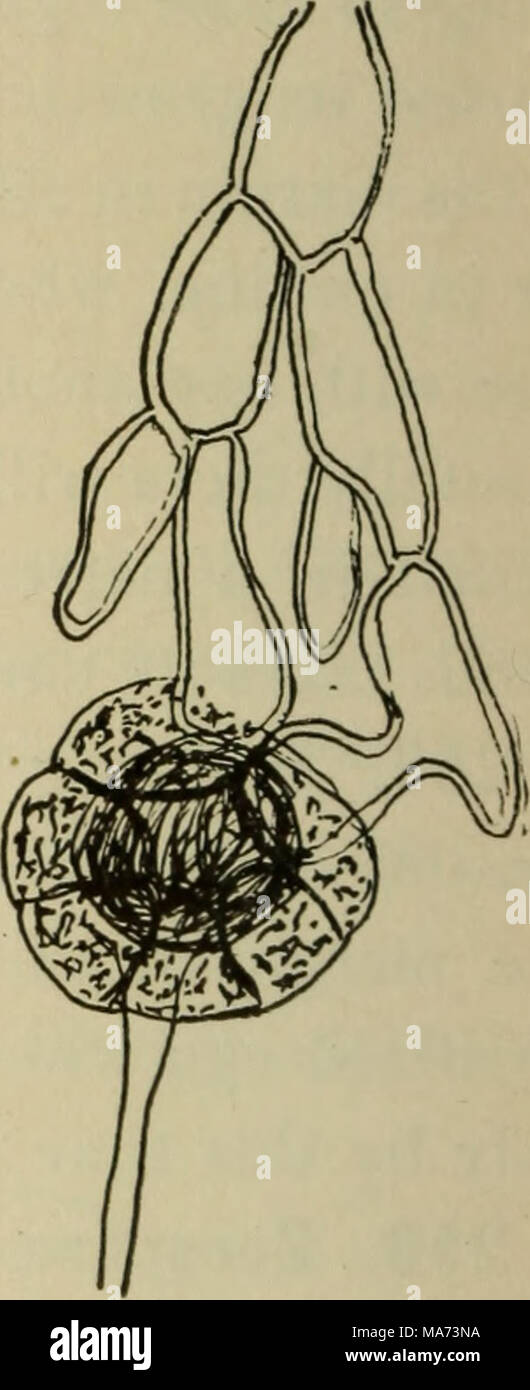 . Elementary botany . Fig. 116. Coleochaete soluta ; at left branch bearing oogonium (oog); antheridia (ant); egg in oogonium and surrounded by enveloping threads ; at center three antheridia open, and one spermatozoid ; at right sporocarp, mature egg inside sporocarp wall. cell elongates into a slender tube which opens at the end to form a channel through which the spermatozoid may pass down to the egg. The egg is • formed of the contents of the cell (fig. 116). Several oogonia are formed on one plant, and in such a 183? plant as C. scutata they are formed in a ring near the margin of the dis Stock Photo