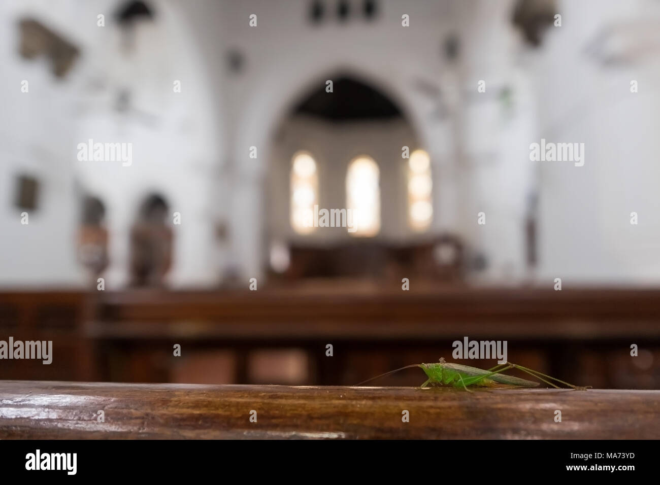 grasshopper sitting on bench in church Stock Photo