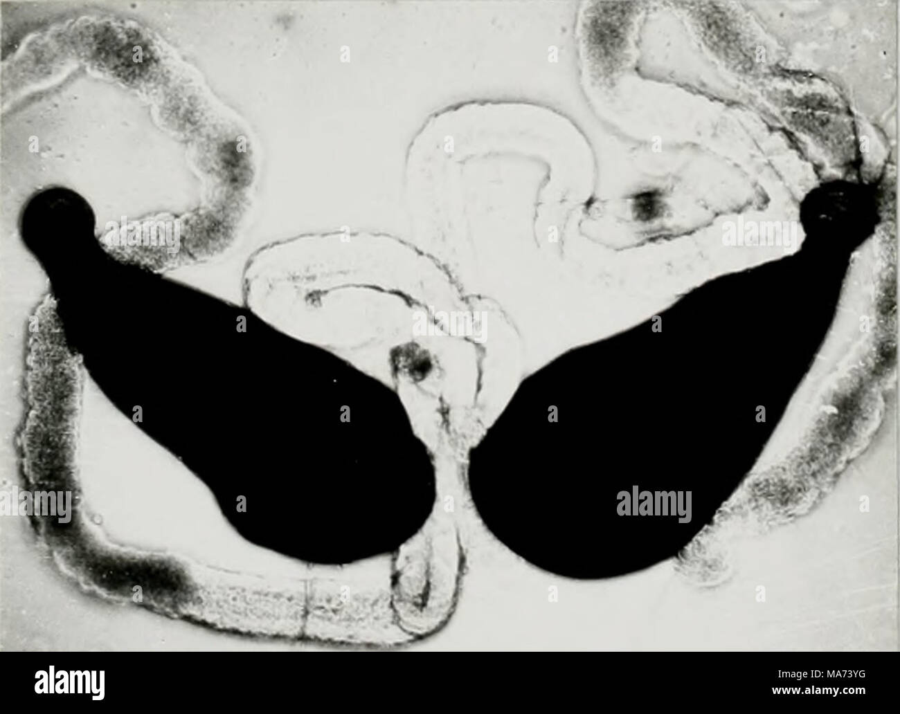 . Effect of cobalt 60 gamma rays on the biology of the eye gnat Hippelates Pusio Loew . IL- ^ Stock Photo