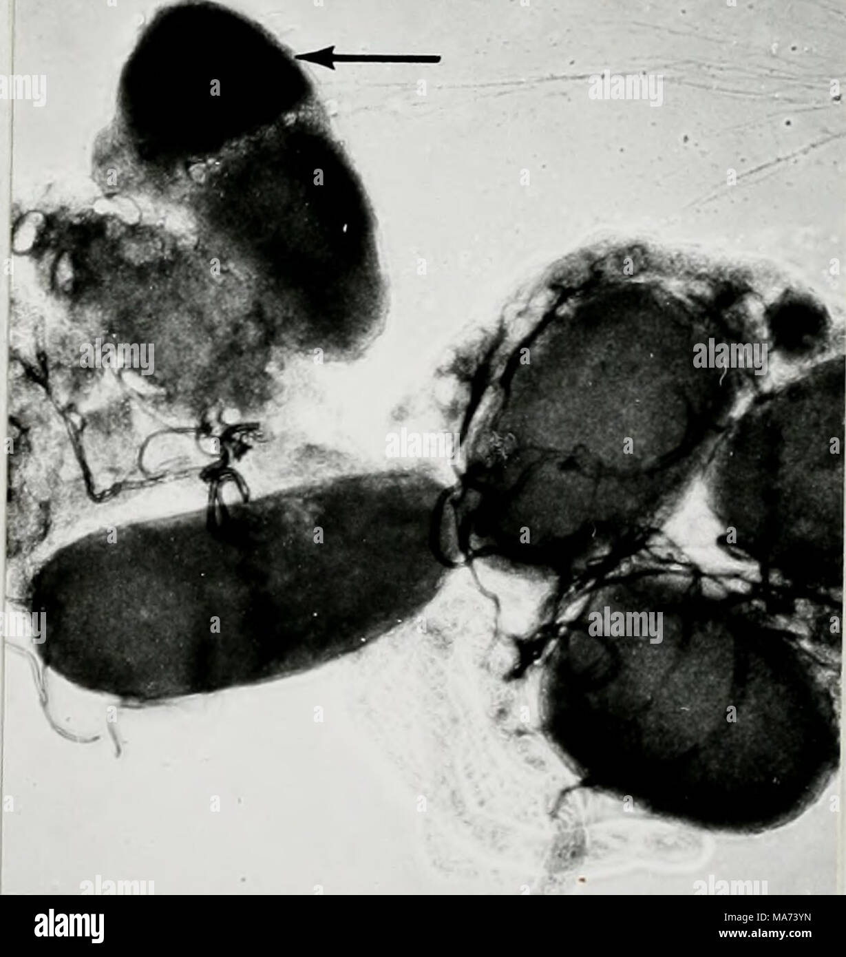 . Effect of cobalt 60 gamma rays on the biology of the eye gnat Hippelates Pusio Loew . b. Stock Photo