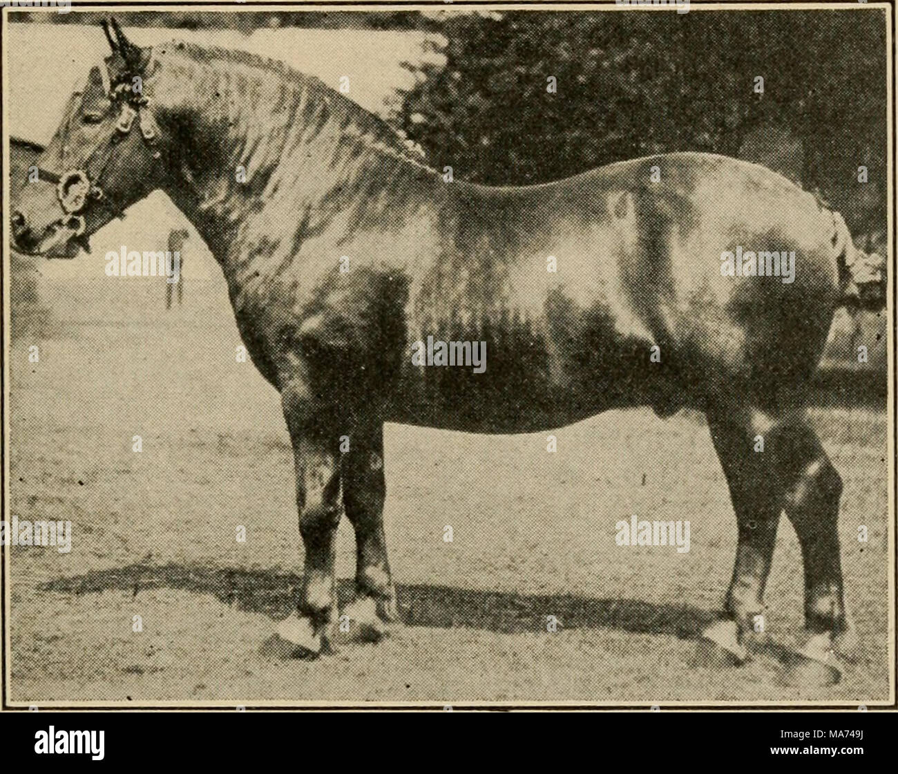 Stallion Fig . Effective farming; a text-book for American schools . Fig. 123 ...