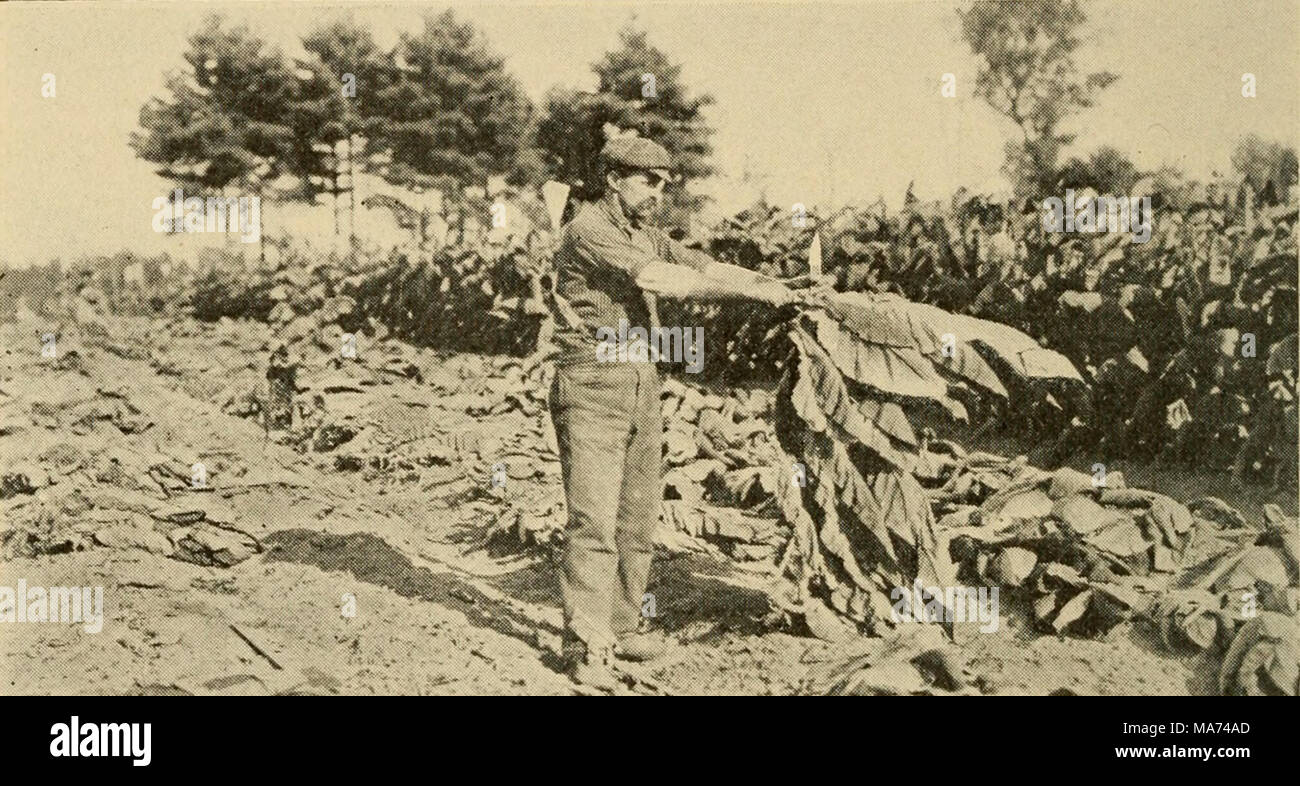spearing tobacco Effective farming; a text-book for American schools . Fig. 98. —-  Harvesting tobacco by cutting the stalk, showing method of spearing the  plant on the stick. leaves as they ripen are