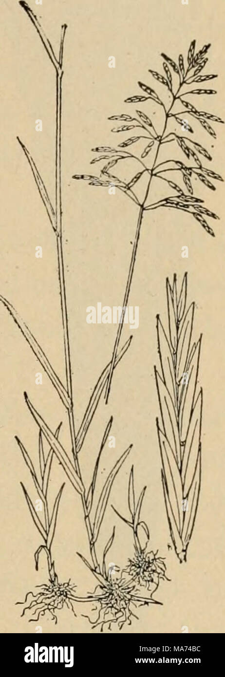 . Effective farming; a text-book for American schools . Fig. 70. — Brome- grass. Fig. 71. — Bermuda-grass. Stock Photo