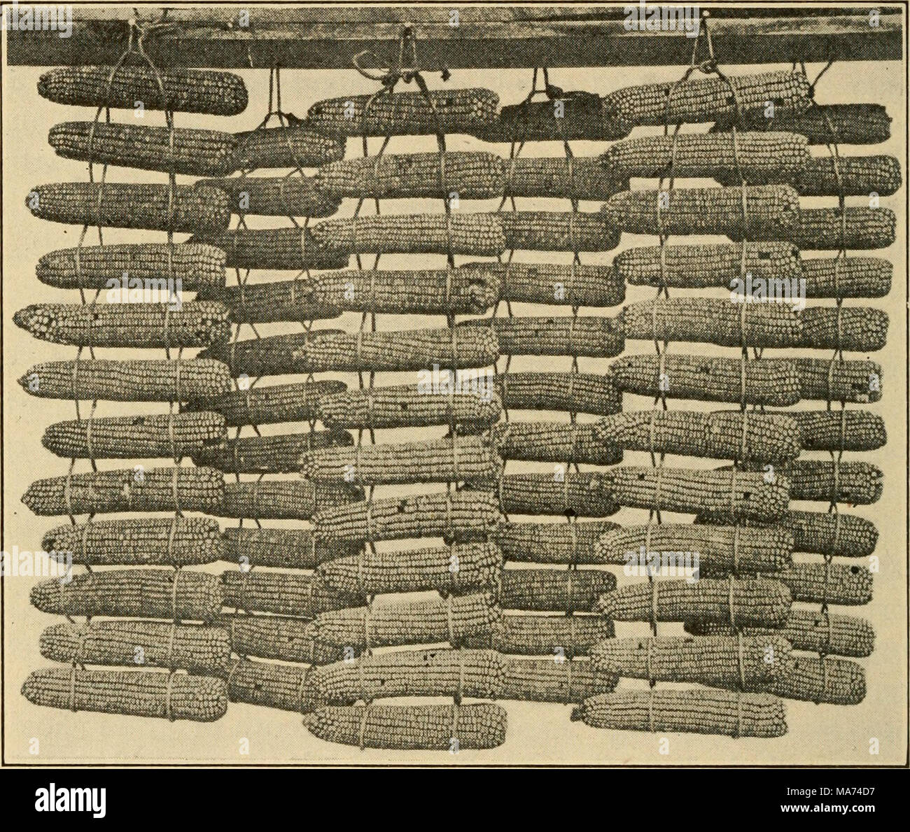 . Effective farming; a textbook for American schools . Fig. 34. — Seed