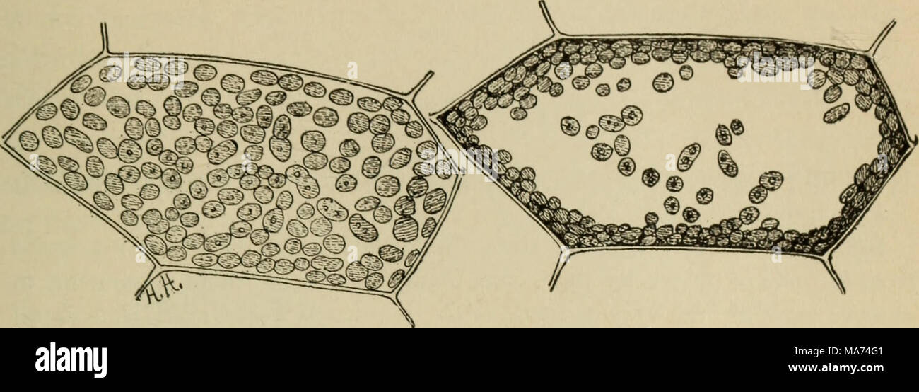 . Elementary botany . Fig. 56, Fig. 57. Ceil exposed to weak diffused light show- Same cell exposed to strong light, showing ing chlorophyll bodies along the horizontal chlorophyll bodies have moved to perpen- walls. dicular walls. Figs. 56, 57.—Cell of prothallium of fern. elodea. The chlorophyll bodies in elodea are free in the protoplasm. The protoplasm in the cells of elodea streams around the inside of the cell wall much as it does in nitella and the chlorophyll bodies are carried along in the currents, while in nitella they are stationary. Stock Photo