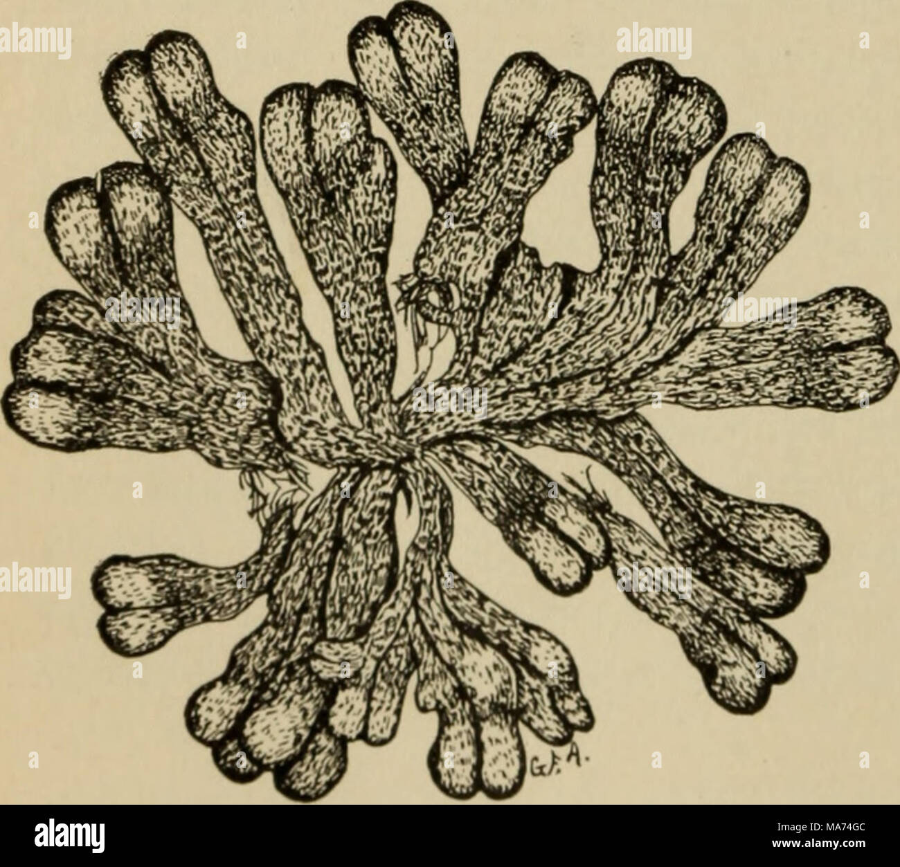 Rilt . Elementary botany . Fig. 58. [>t ri