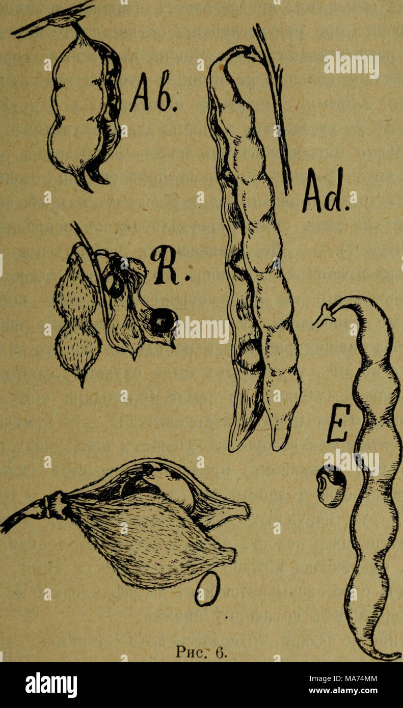 . Eesti Looduseuurijate Seltsi aastaraamat . Phc. G. üjio^h: Ah, — Abrus precatorius (naT .b.), R. — Rhynchosia precatoria (HaT. b.), Ad. — Adenanthera pavonina (yMeHbin.), E. — Erythrina Corallodendron (HaT. b.), 0. — Ormosia dasycarpa (naT. b.). 3arHyToe ocTpie. Bcji noBepxHOCTt ruiOAa noKptrra puHceBaTMMH bo- jiocKaMH h õHBaeTT, to rjra^KoM ro ÖopoÄftB^aTOfi. PacTpecKEBame usum botanicorum et zoologorum 1912.) h ota/tethjit, CJitÄyiomie ottehkh: avcllaneus, isäbellinus, umbrina*, tesiaceus h fülvus. Stock Photo