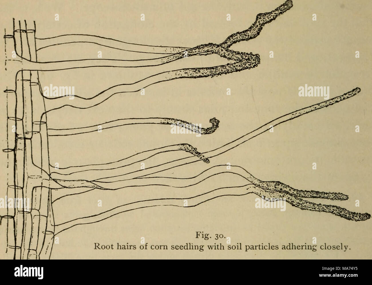 . Elementary botany . Fig. 30. Root hairs of corn seedling with soil