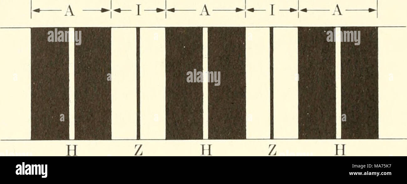 isotropico-y-anisotropico - IMA