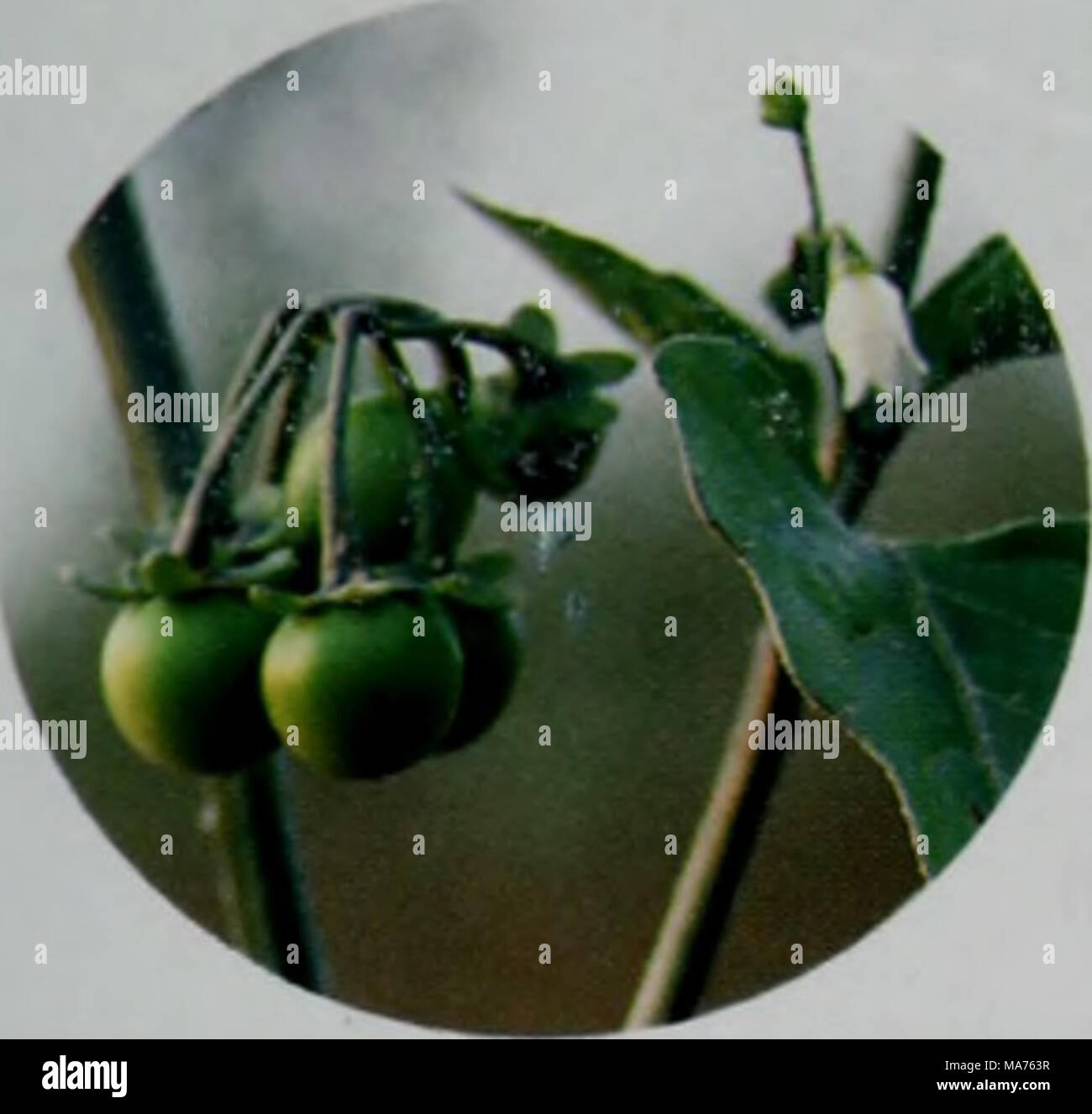 7 5mm High Resolution Stock Photography And Images Alamy