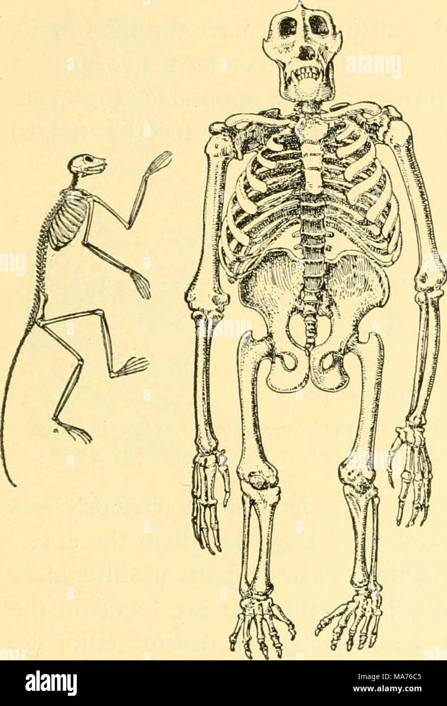 . Elementary biology; an introduction to the science of life . Stock Photo