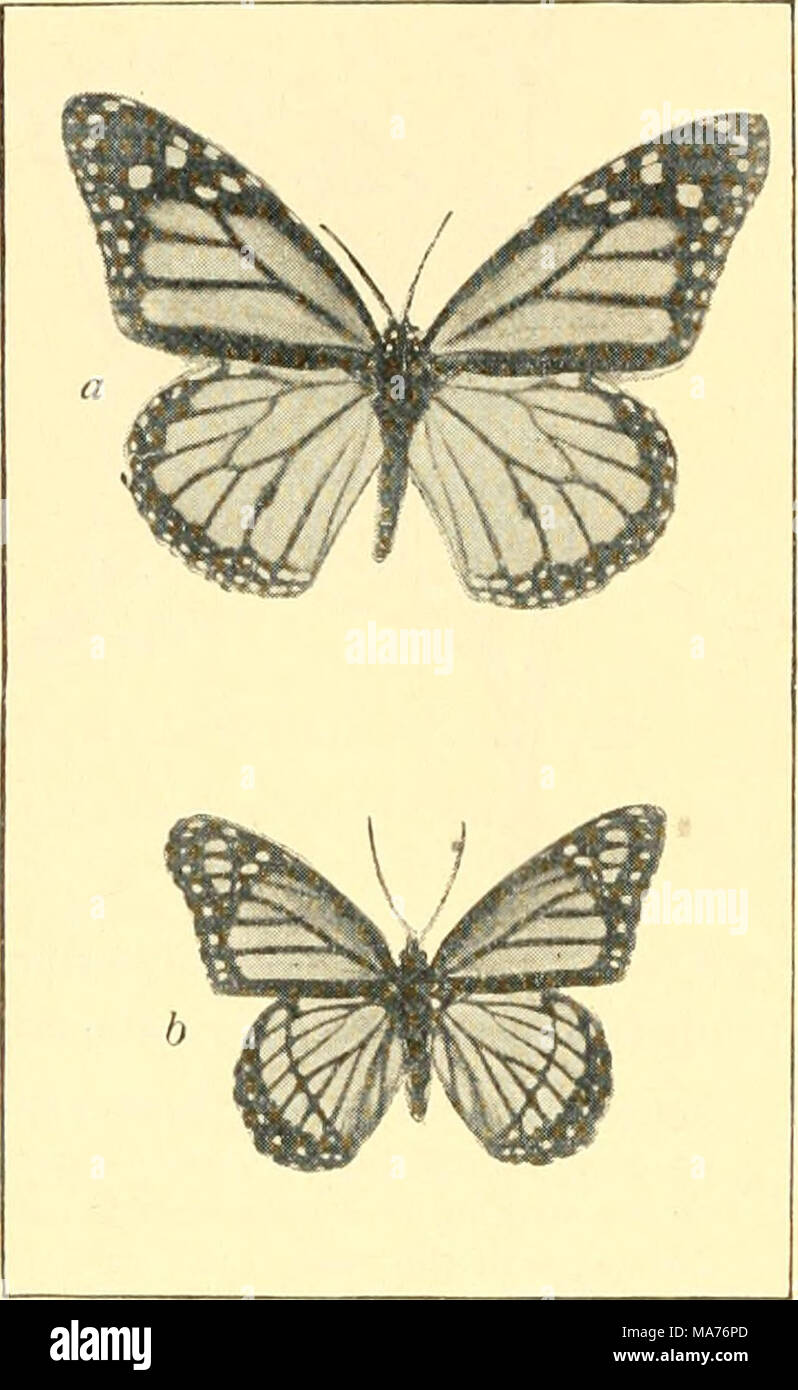 Two different butterflies hires stock photography and images Alamy