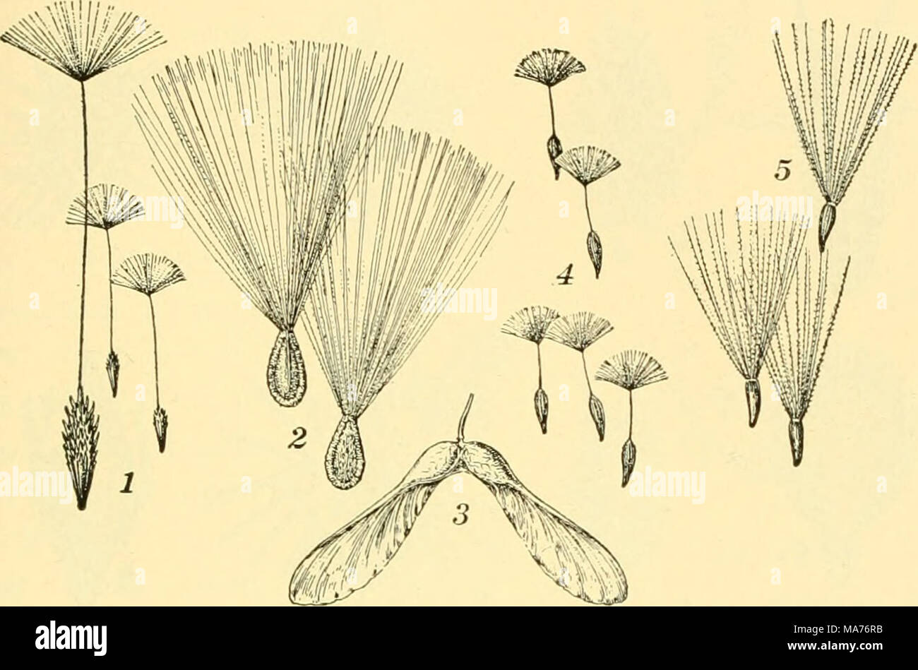 . Elementary biology; an introduction to the science of life . Fig. 145. Seeds scattered by the wind /, dandelion : 2, milkweed : ?, white maple ; 4, prickly lettr.ce ; j. thistle Many fruits, however, do not permit the seeds to escape; the fruit and the seed are so closely united that they constitute a structure that acts as a whole — as in the grains, the nuts, and the nutlets of the dandelion family (Fig. 145, i, 4, and 5). 372. Seed distribution. In their dehiscence many fruits open so suddenly that they shoot the seeds to a distance of a yard or more. This shooting is commonly brought abo Stock Photo