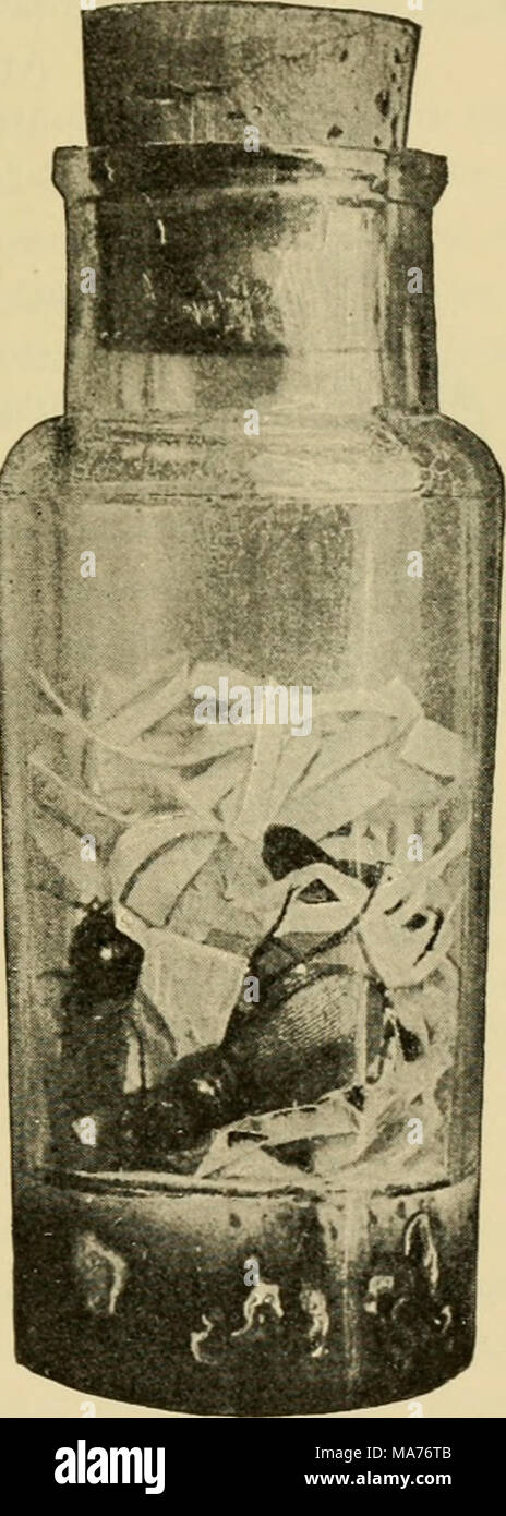 . Elementary entomology . Fig. 473. A larger cyanide bottle with paper ...