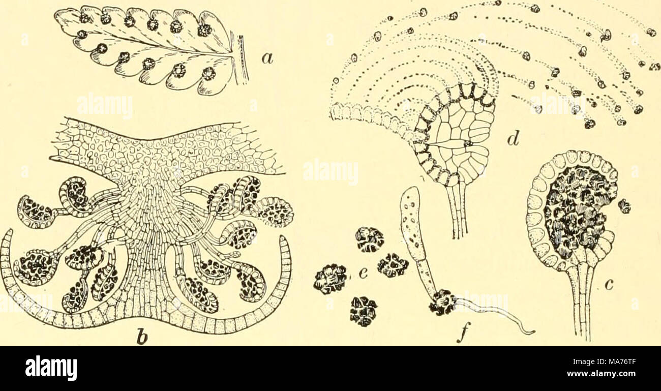 . Elementary biology; an introduction to the science of life . I I Fig. 127. Spores of fern (7, back of a fern leaflet, showing arrangement of sori (singular, sorns), or clusters of spore cases ; b, section through a sorus, showing spore cases with inclosing layer of thin tissue ; c, single spore case, greatly enlarged ; d, same bursting open and dis- charging spores by the sudden straightening out of a row of thick-walled cells ; e, spores, greatly enlarged ; /, spore germinating into a new plant the leafy stem. Ferns produce spores in little capsules found in groups on the undersurface of th Stock Photo