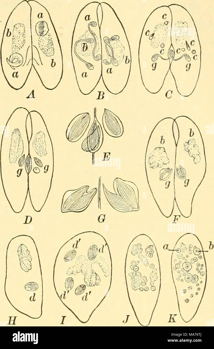 . Elementary biology; an introduction to the science of life . Fig. 129. Conjugation in Paramecium There are two nuclei: a, the small {mu-romicleus); and b, the large {macronucleus). A : Two individuals become attached and their micronuclei begin to divide. B: The half nuclei divide a second time. Of the four units resulting, three are called polar bodies, c, and the fourth is a germ nucleus, g, which again divides. C: The germ nuclei are interchanged, one of each pair passing over to the opposite animal. /?, completion of the inter- change. E^ same, further enlarged. F. the active germ nucleu Stock Photo