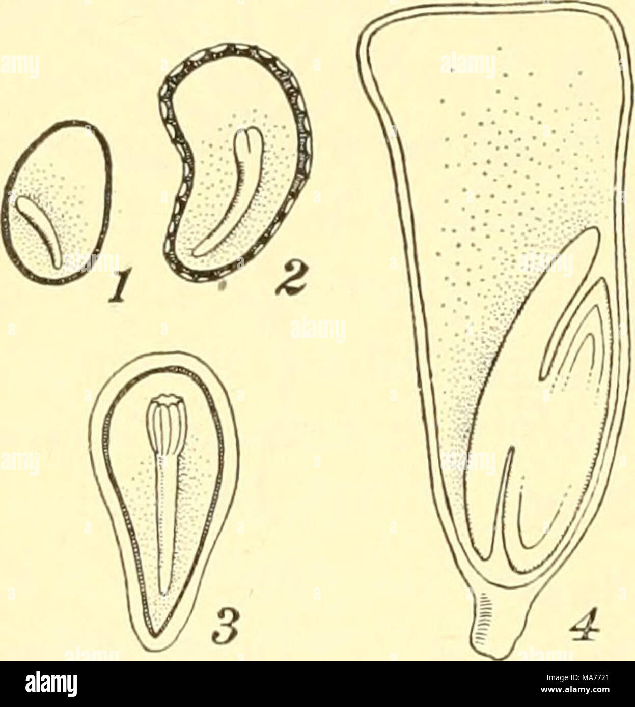 Corn embryo hires stock photography and images Alamy