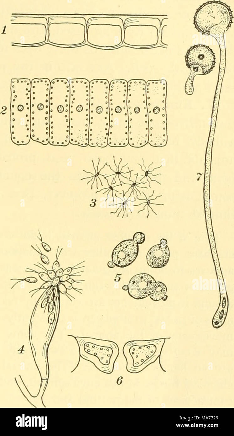 . Elementary biology; an introduction to the science of life . Fig. 5. Various kinds of plant cells /, epidermal, or skin, cells of a leaf, showing the outer wall greatly thickened, and the cuticle; s, co- lumnar cells, like those of the palisade layer of a leaf pulp; 3, moving ciliated cells, like those of typhoid bacilli; 4, swimming spores of a water mold ; J, budding cells, like those of the yeast plant; 6, guard cells inclosing a breathing hole, or stomate^ on the surface of a leaf; 7, a pollen tube growing out of a pollen grain that seems to be denser than the rest. This is called the ke Stock Photo