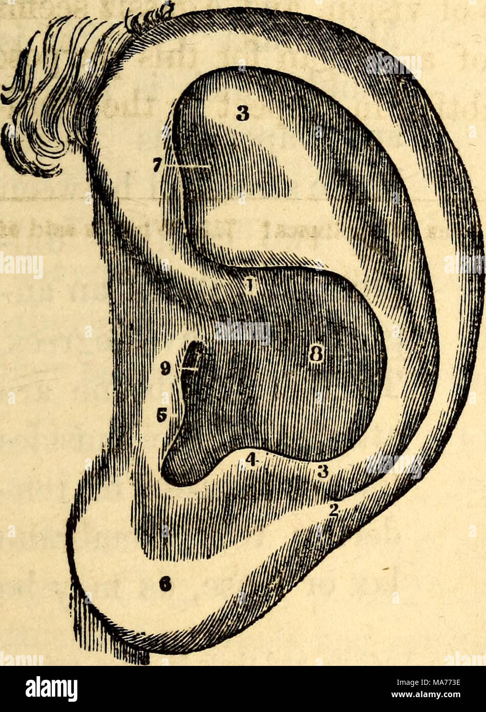. Elementary anatomy and physiology for colleges, academies, and