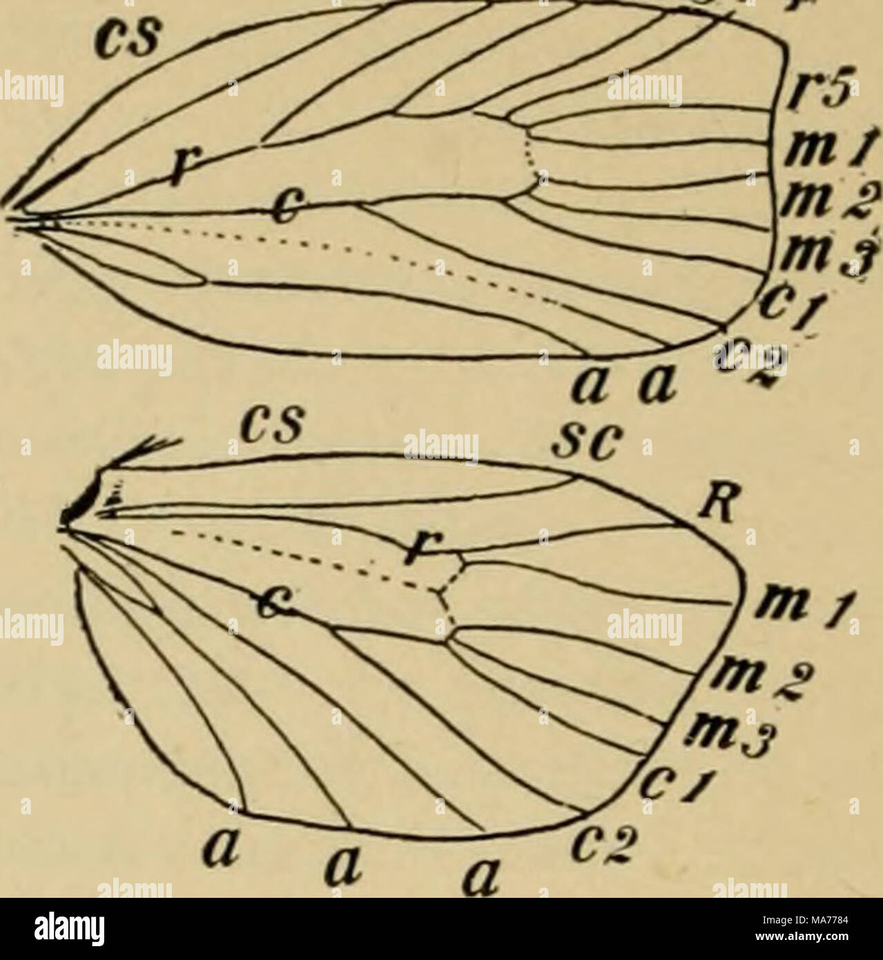 . Elementary entomology . Fig. 438. Venation of a tortricid moth (Cacoecia cenisivora&gt;ia) (After Comstock, from Kellogg) f^rj r-f Stock Photo
