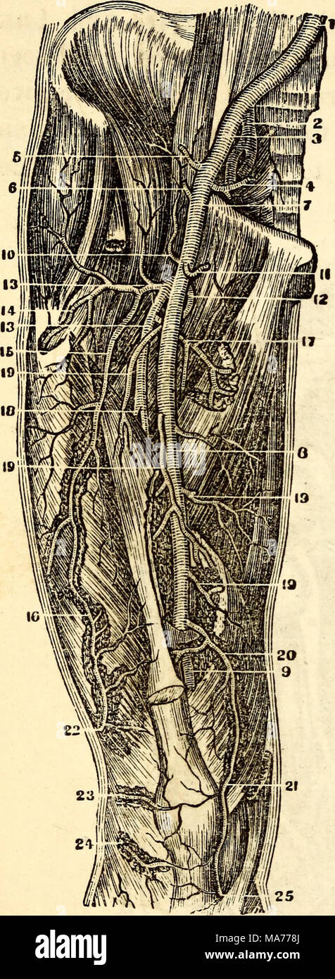 Coeliac anatomy hi-res stock photography and images - Alamy