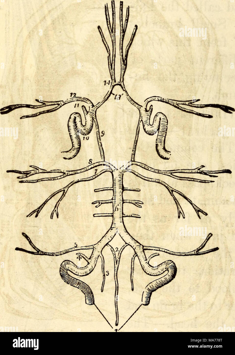 . Elementary anatomy and physiology : for colleges, academies, and other schools . Circle of Willis. 1, Vertebral Arteries. 2, 3, Anterior and Posterior Spinal Arteries. 4, Posterior Meningeal Artery. 5, Inferior Cerebellar. 6, Basilar. 7, Superior Cerebel- lar. 8, Posterior Cerebral. 9, Branch of Carotid. 10, Internal Carotid. 11, Ophthalmia Artery. 12,13, Cerebral Arteries. 14, Anterior Communicating Artery. entirely cease if the brain be deprived of its arterial blood. This arrangement is called the &quot; Circle of Willis&quot; from its discoverer. What arteries does the Vertebral communic Stock Photo
