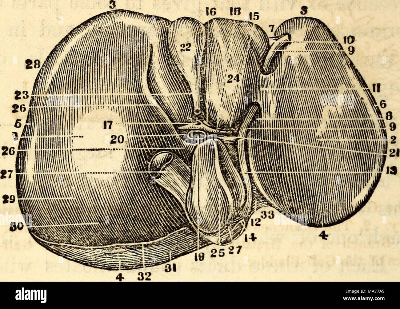 . Elementary anatomy and physiology : for colleges, academies, and other schools . The Inferior or Concave Surface of the Liver, showing its Subdivisions into Lobes. I, Center of the Light Lobe. 2, Center of the Left Lobe. 3, Its Anterior, Inferior, or Thin Margin. 4, Its Posterior, Thick or Diaphragmatic Portion. 5, The Light Extrem- ity. 6, The Left Extremity. 7, The Notch on the Anterior Margin. 8, The Umbilical or Longitudinal Fissure. 9, The Hound Ligament or remains of the Umbilical Vein. 10, The Portion of the Suspensory Ligament in connection with the Round Ligament. II, Pons Ilepatis, Stock Photo