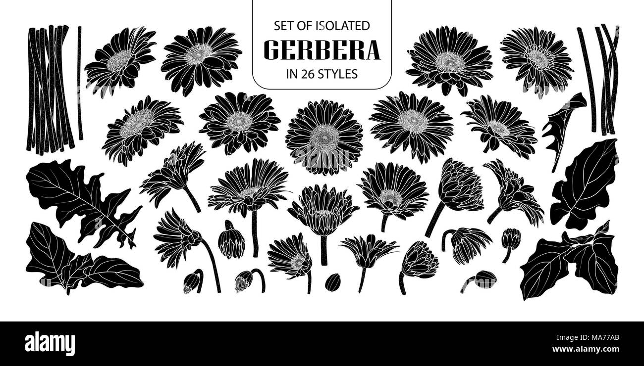 Set of isolated silhouette gerbera in 26 styles. Cute hand drawn flower vector illustration in white outline and black plane on white background. Stock Vector
