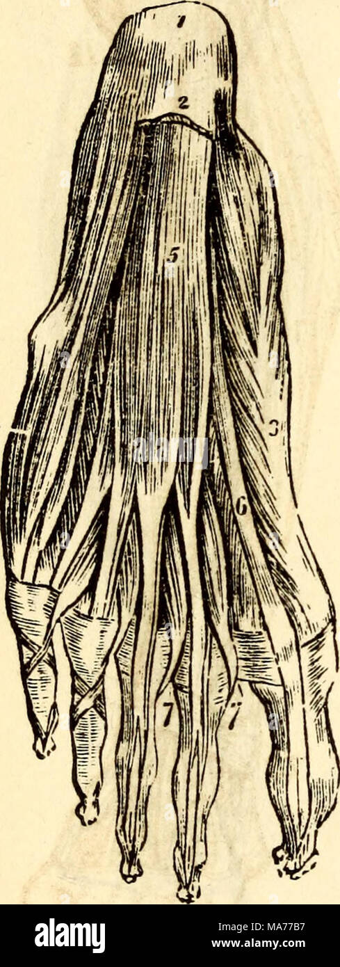 . Elementary anatomy and physiology : for colleges, academies, and other schools . A View of the Muscles on the Sole of the Foot immediately under the Plantar Fas- cia. 1, Os Calcis. 2, Section of the Fascia Plantaris. 3, Abductor Pollicis. 4, Ab- ductor Minimi Digiti. 5, Flexor Brevis Digitorum. 6, Tendon of the Flexor Longus Pollicis. 7, 7, Lumbricales. 261. What is the use of the Annular Ligaments ? What ornaments do they very closely /esemble ? Suppose these or their equivalent was wanting ? Stock Photo