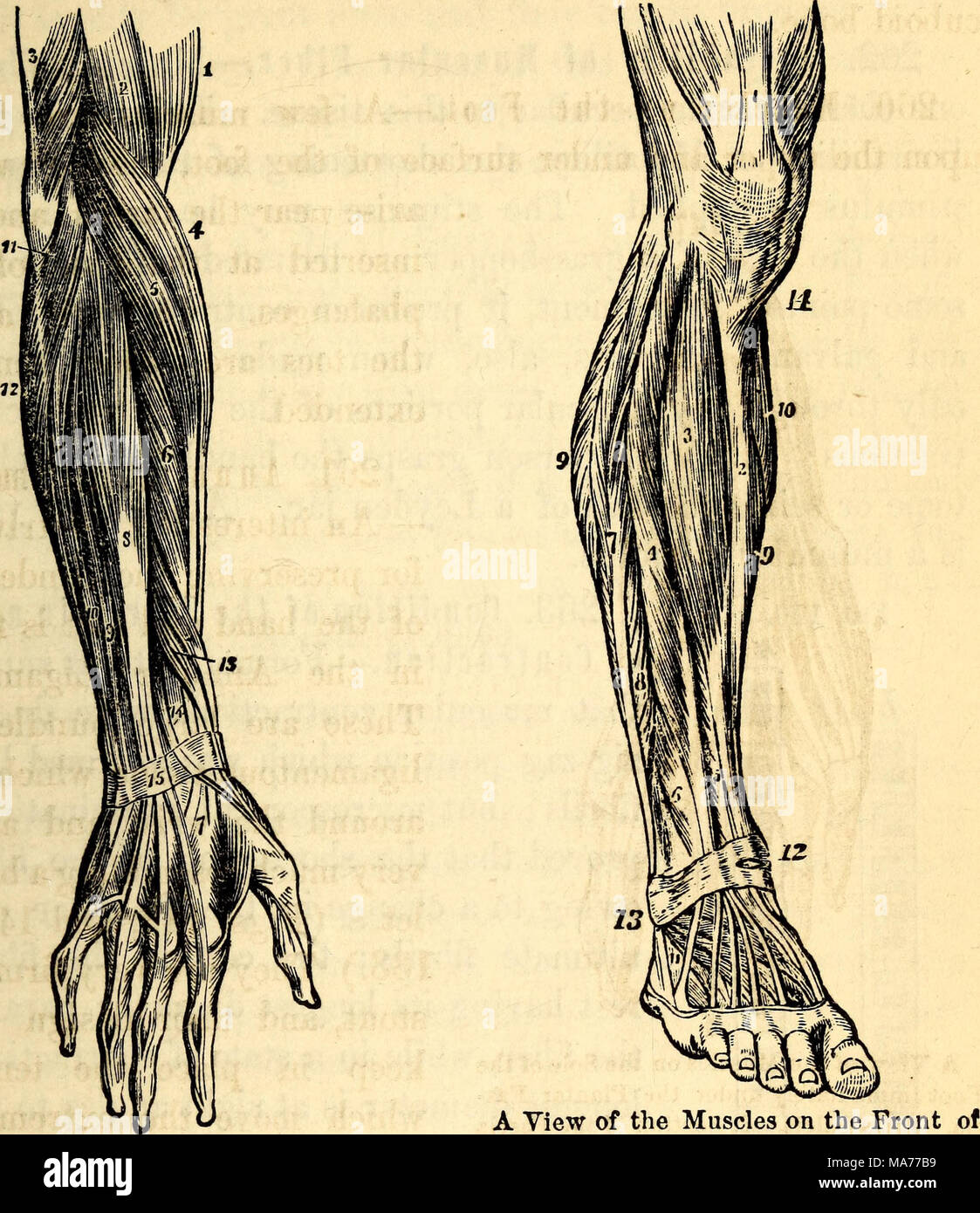 . Elementary anatomy and physiology : for colleges, academies, and other schools . A Yiew of the Outer Layer of Muscles the LeS- Tendon of the Quadriceps on the Back of the Fore-Arm (Extensors). Femoris. 2, Spine of the Tibia. 3, Tibi- 1, Lower portion of the Biceps Flexor. 2, alis Anticus. 4, Extensor Communis Digi- Part of the Brachialis Internus. 3, Lower torum. 5, Extensor Proprius Pollicis. 6, part of the Triceps Extensor. 4, Supinator Peroneus Tertius. T, Peroneus Longus. Radii Longus. 5, Extensor Carpi Eadialis 8&gt; Peroneus Brevis. 9, 9, Borders of th« Longior. 6, Extensor Carpi Eadia Stock Photo