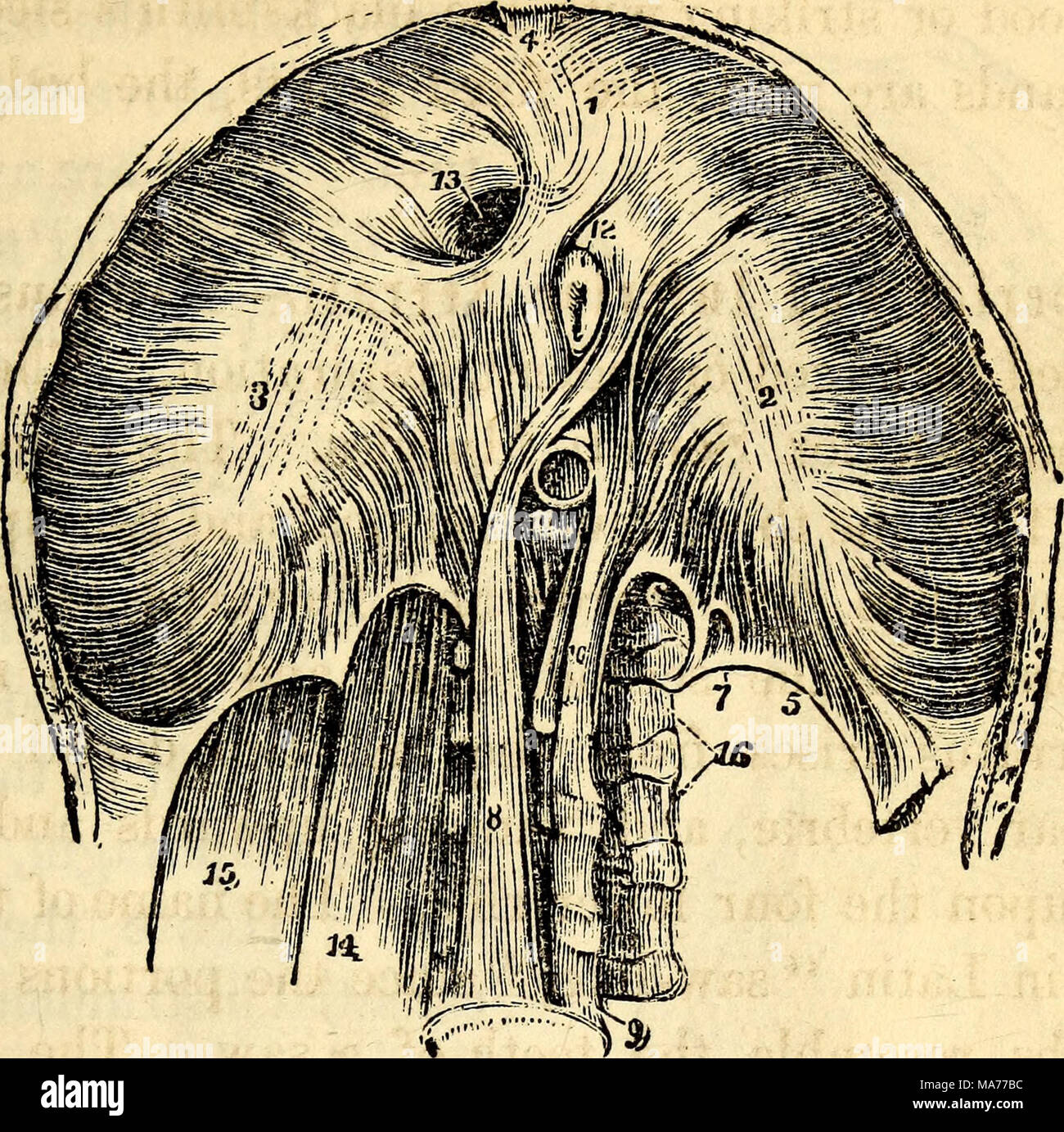 . Elementary anatomy and physiology : for colleges, academies, and other schools . A View of the Under Side of the Diaphragm. 1, 2, 3, The Greater Muscle of the Dia- phragm inserted into the Cordiform Tendon. 4, The small triangular space behind the Sternum, covered only by Serous Membrane, and through which Hernia sometimes pass. 5, Ligamentum Arcuatum of the Left Side. 6, Point of Origin of the Psoas Mag- nus. 7, A small Opening for the Lesser Splanchnic Nerve. 8, One of the Crura of the Diaphragm. 9, Fourth Lumbar Yertebra. 10, Another Cms or portion of the Lesser Muscle of the Diaphragm. 1 Stock Photo
